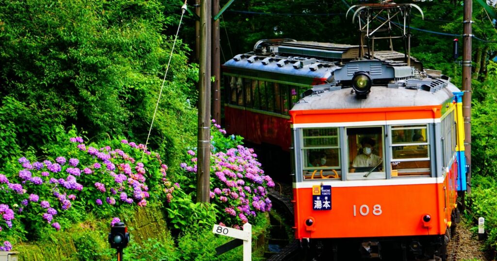 あじさいと箱根登山鉄道