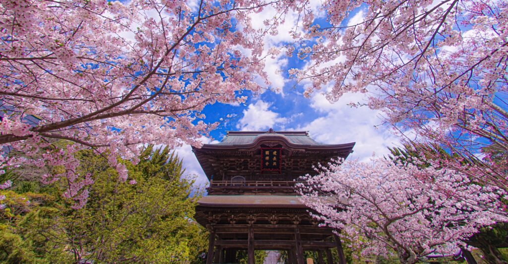 鎌倉健長寺と満開の桜