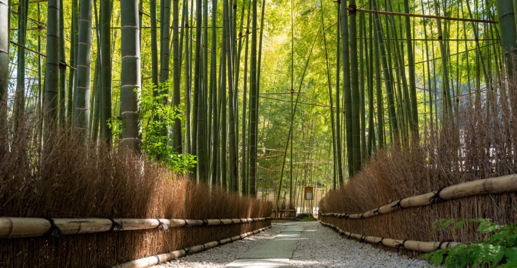 鎌倉報国寺の竹林