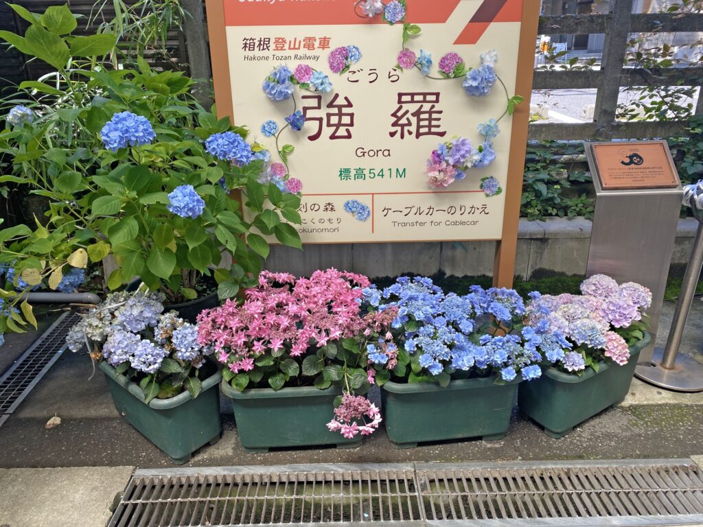 強羅駅のあじさい