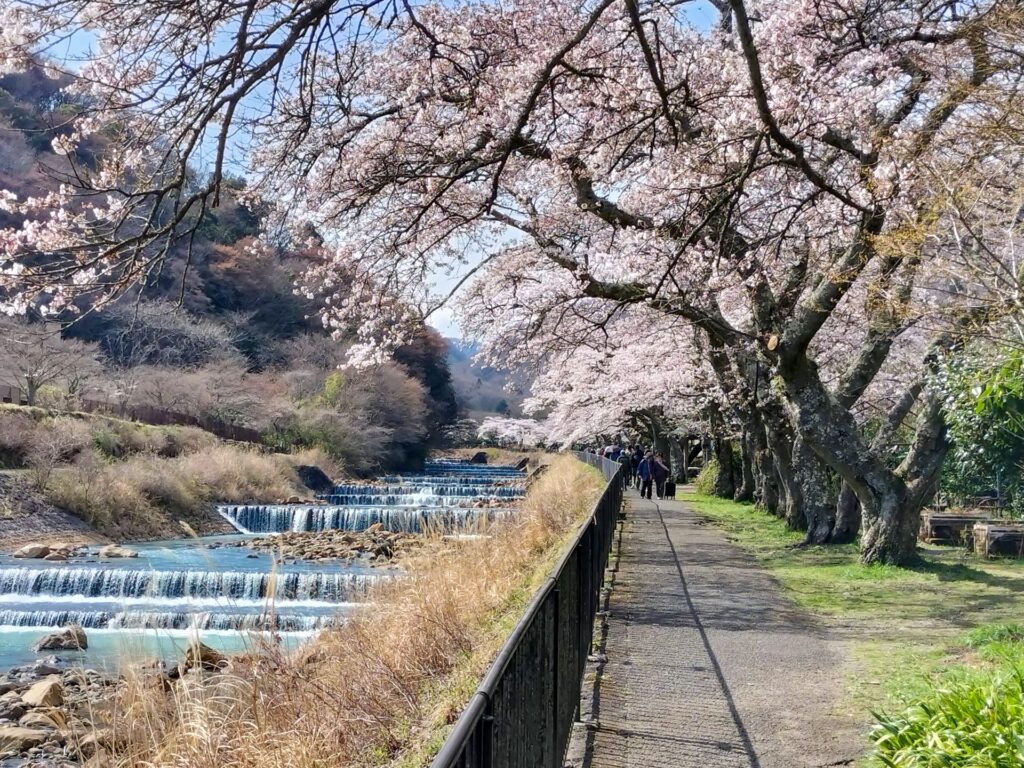 箱根の宮城野　早川堤の桜並木