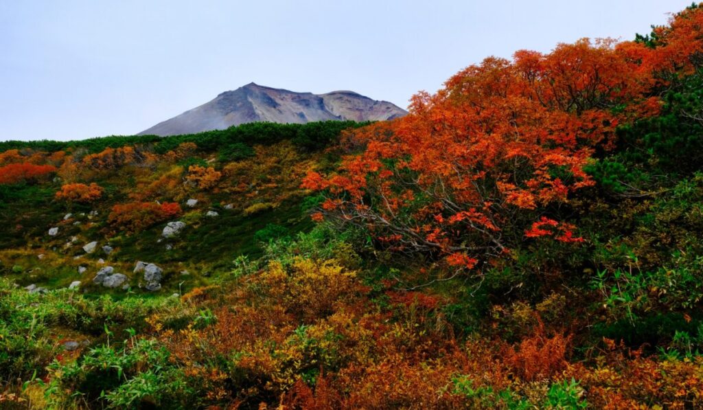 紅葉した姿見散策路と大雪山旭岳