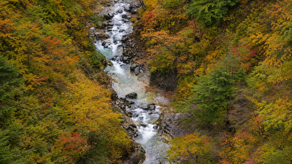 城ヶ倉大橋から見下ろす紅葉した深い渓谷