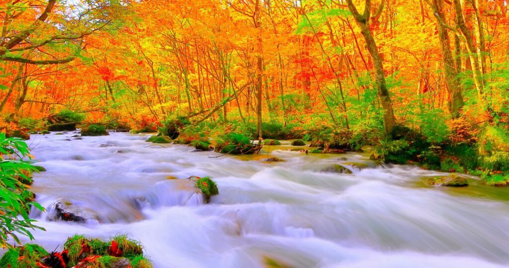 紅葉した木々と清流が続く奥入瀬渓流