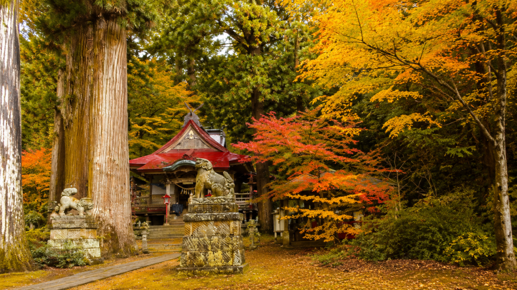 赤く色づいたモミジが広がる中野神社の境内