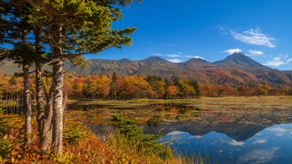 紅葉した原生林と知床五湖と知床連山