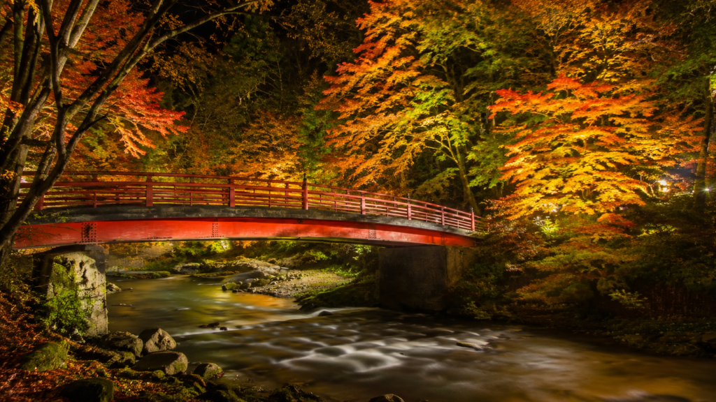 夜間照明に浮かぶ中野もみじ山の紅葉