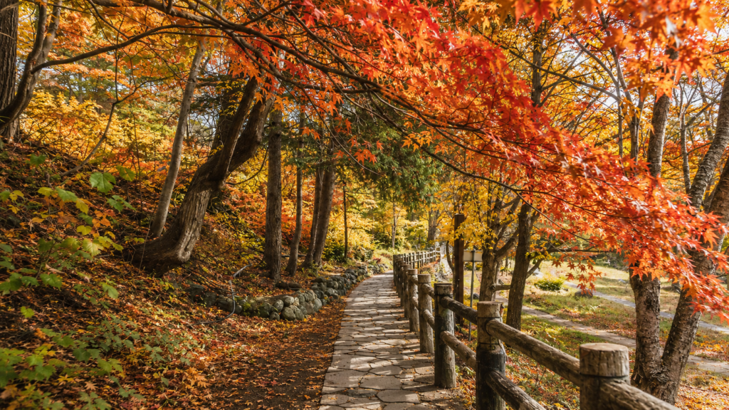 紅葉した森を歩く二見定山の道